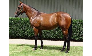 Crosshaven (Smart Missile) wins the Group Three Neds Caulfield Guineas Prelude (1400m). 